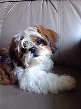 white and brown shih tzu solid brown and solid black shih tzu dogs white and brown shih tzu solid brown and solid black shih tzu dogs
