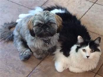 shih tzu and cats shih tzu and cats creating a happy household shih tzu and cats shih tzu and cats creating a happy household