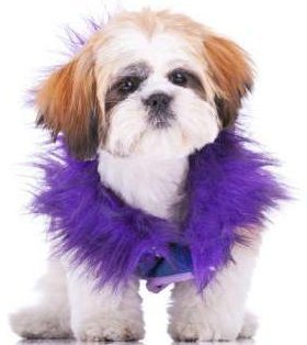 shih tzu chewing shih tzu chewing or at paws shih tzu chewing shih tzu chewing or at paws