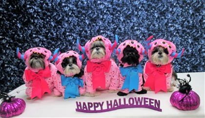 how do you pronounce shih tzu shih tzu costumes how do you pronounce shih tzu shih tzu costumes