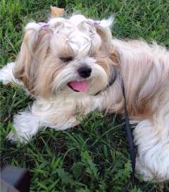shih tzu upset stomach shih tzu travel topics shih tzu upset stomach shih tzu travel topics