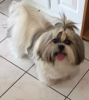 shih tzu tails shih tzu issues shih tzu tails shih tzu issues