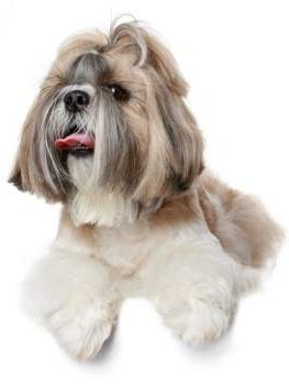 shih tzu molting shih tzu information center shih tzu shedding shih tzu molting shih tzu information center shih tzu shedding