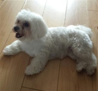 shih tzu mixes list shih tzu mixes complete list shih tzu mixes list shih tzu mixes complete list
