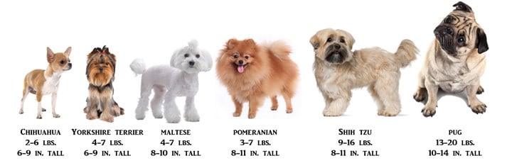 Imperial Shih Tzu Size Chart