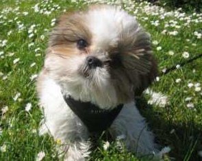how to housebreak a shih tzu puppy shih tzu tips the shih tzu information center how to housebreak a shih tzu puppy shih tzu tips the shih tzu information center