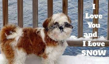 how to take care of 2 months shih tzu taking care of a shih tzu in the winter how to take care of 2 months shih tzu taking care of a shih tzu in the winter