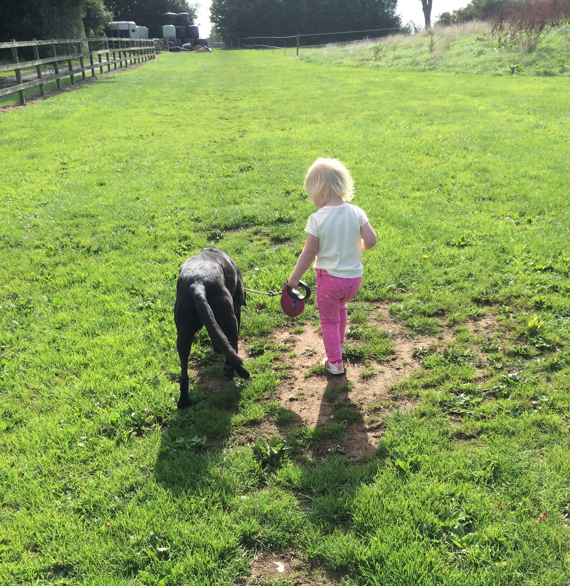 Dog boarding by Church Farm Kennels