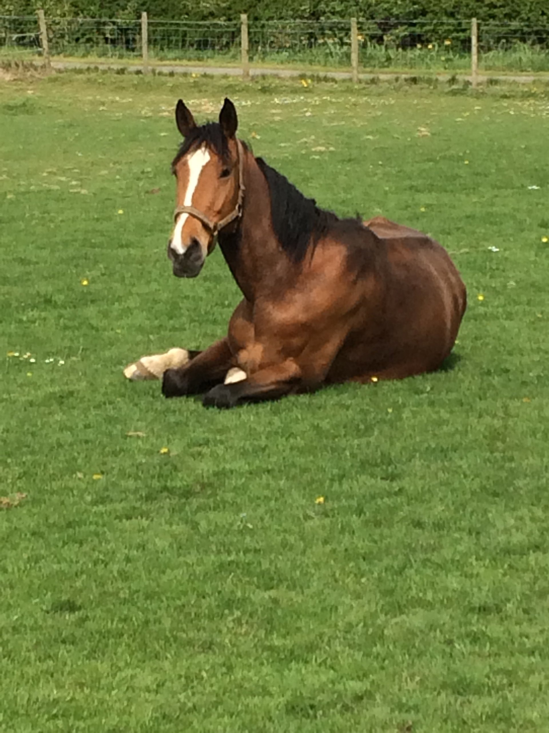 Dog boarding by Church Farm Kennels