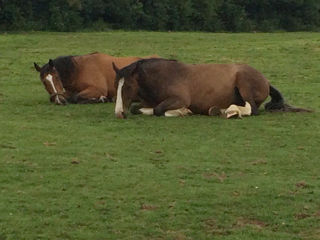 A convenient livery stable, Church Farm Kennels