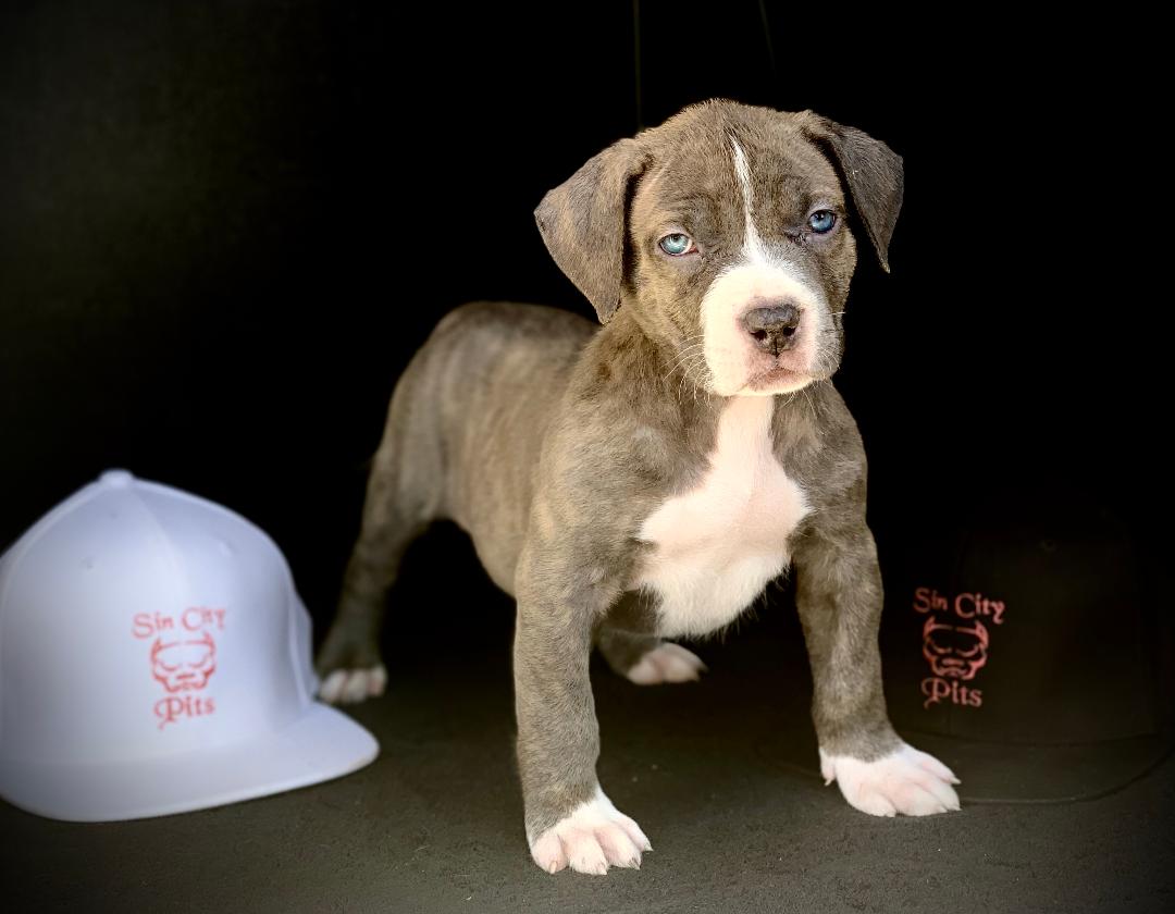 Females Sin City Pits American Bully breeder U.S. Worldwide Shipping