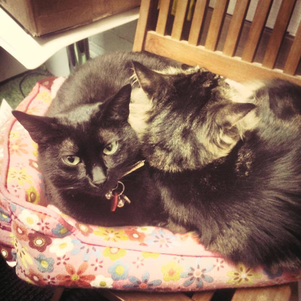 Pet food Kalgoorlie Pet quality pet supplies