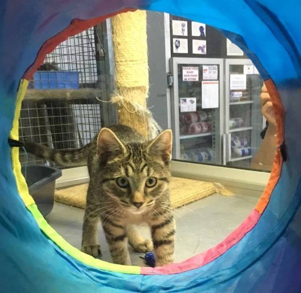 Pet food Kalgoorlie Pet quality pet supplies