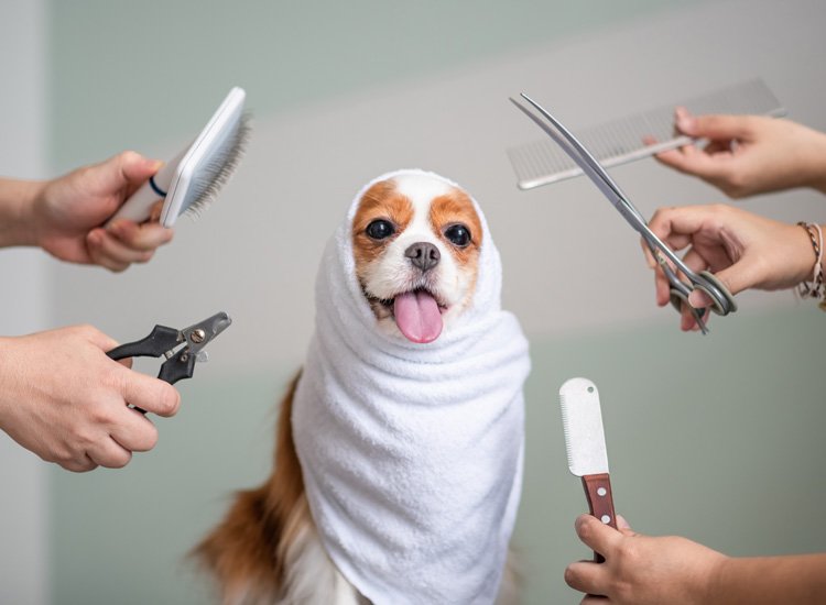 Home Campbelltown Veterinary Hospital