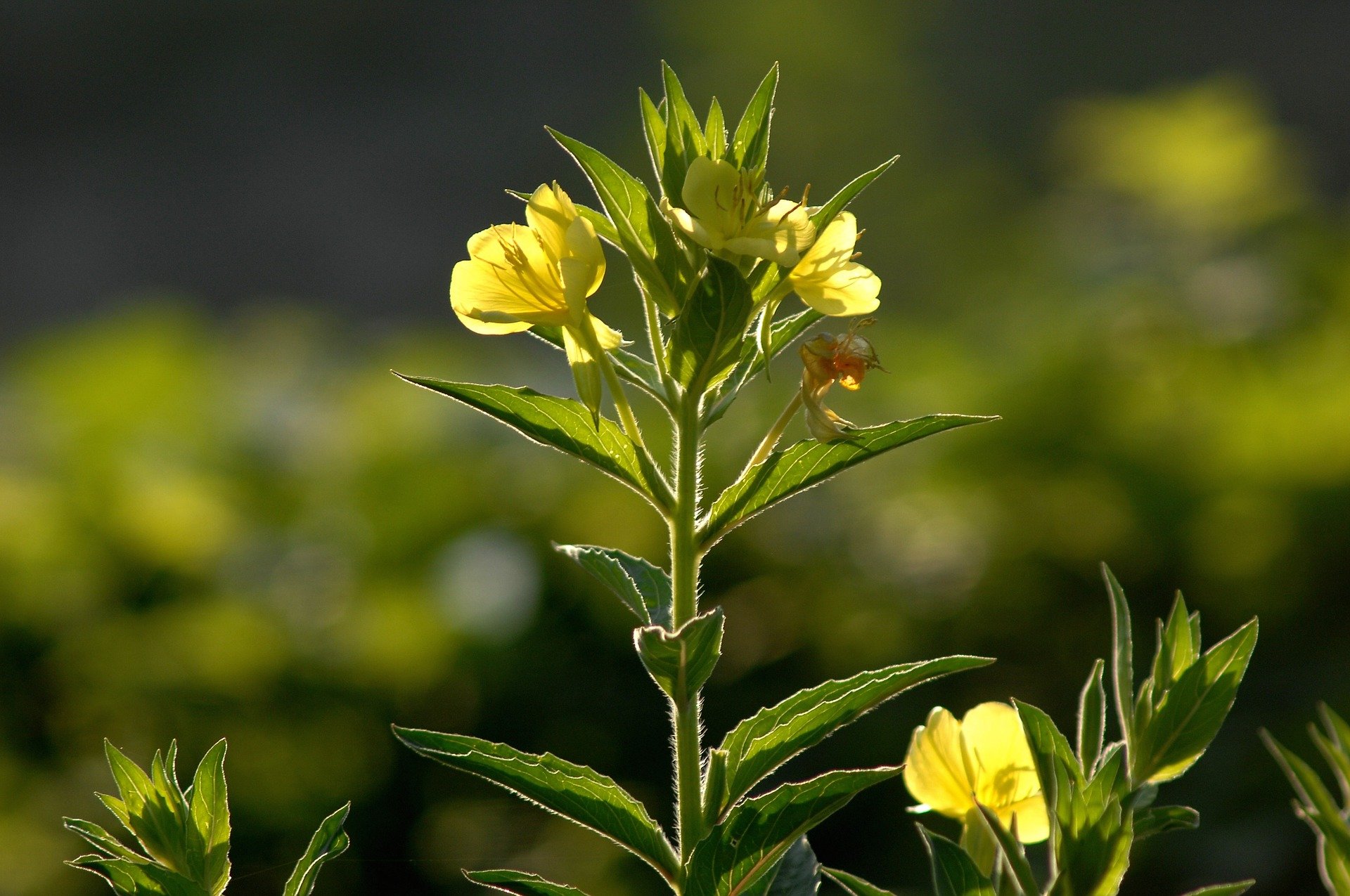 Hautkrankheiten mit Phytotherapie behandeln