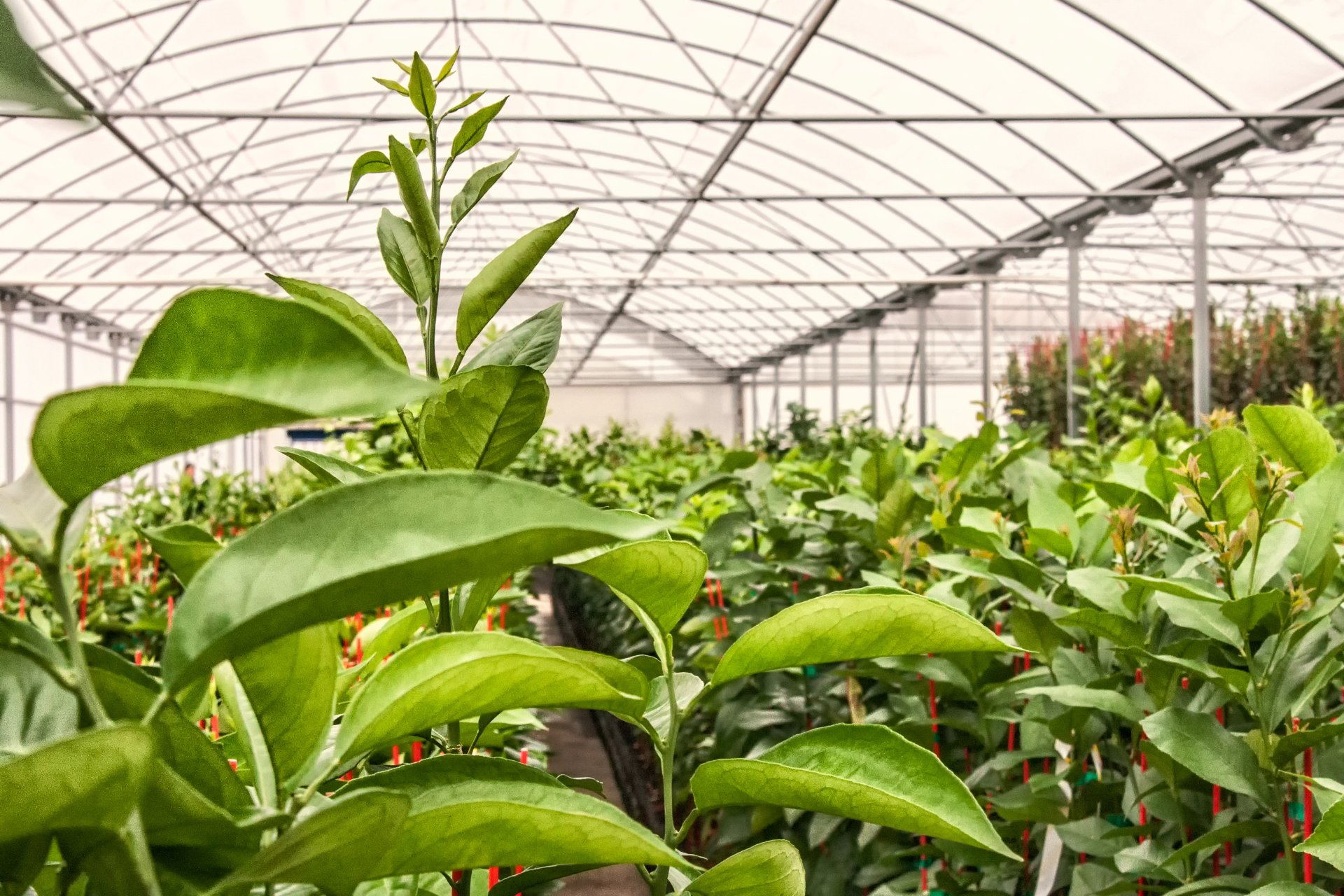 Plant Health Specialist Assistant