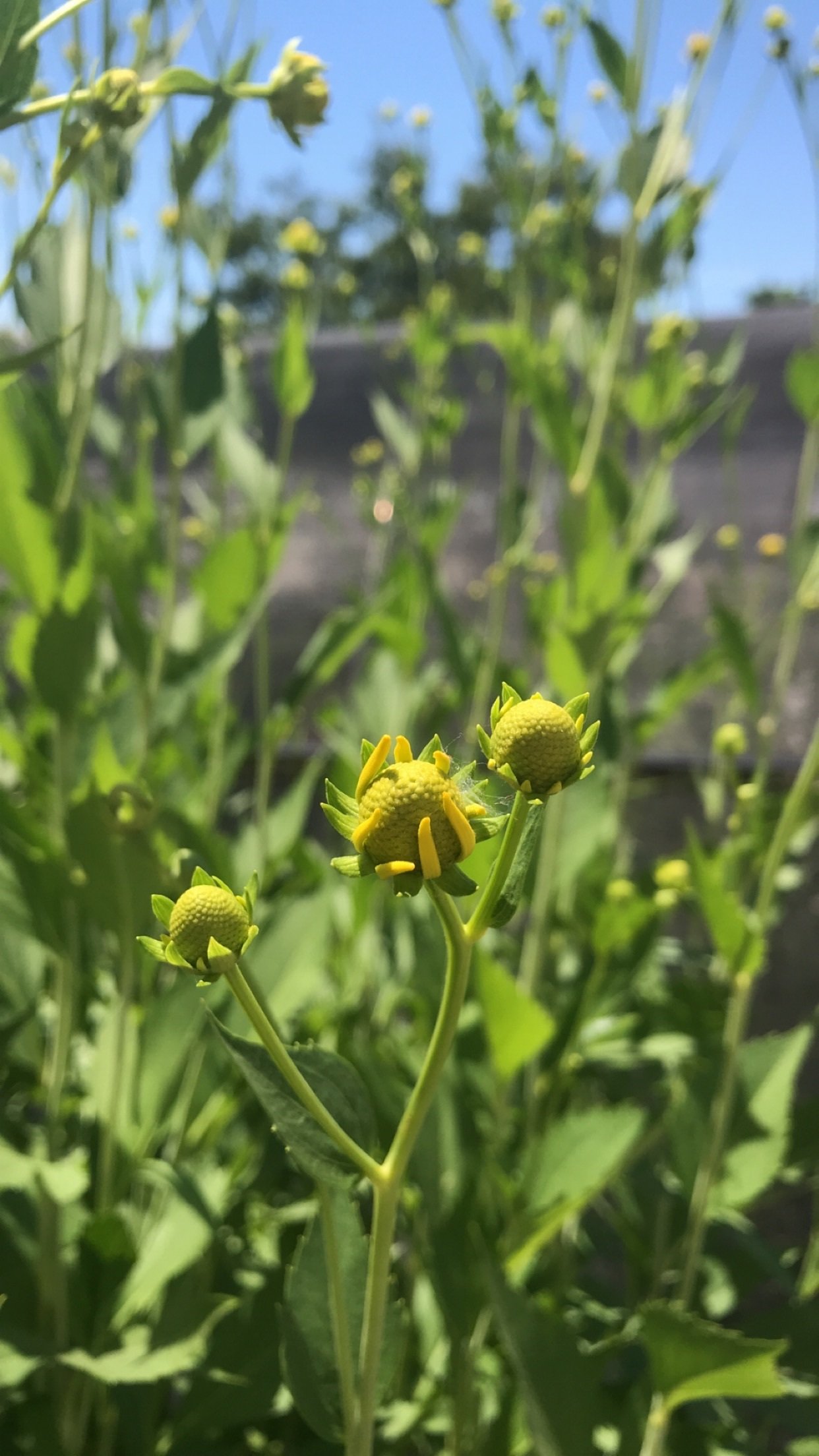 Landscaping Virginia Beach, VA Four Seasons Nursery