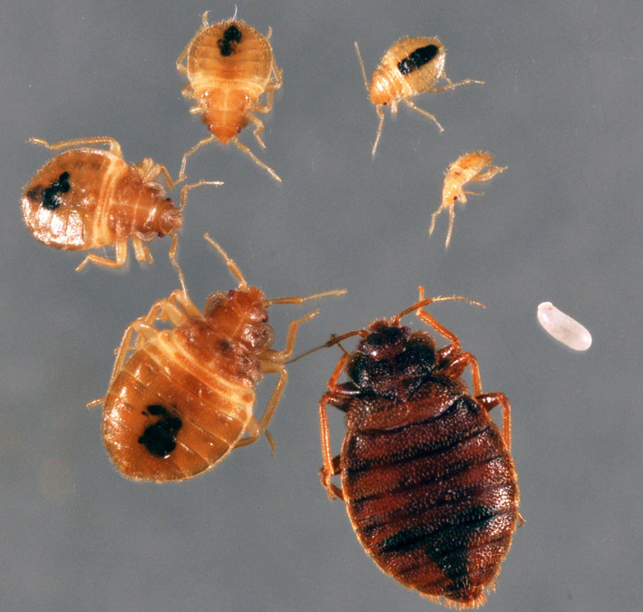 Bed Bug Exterminating Ellicottville, NY Pest Control Management Olean