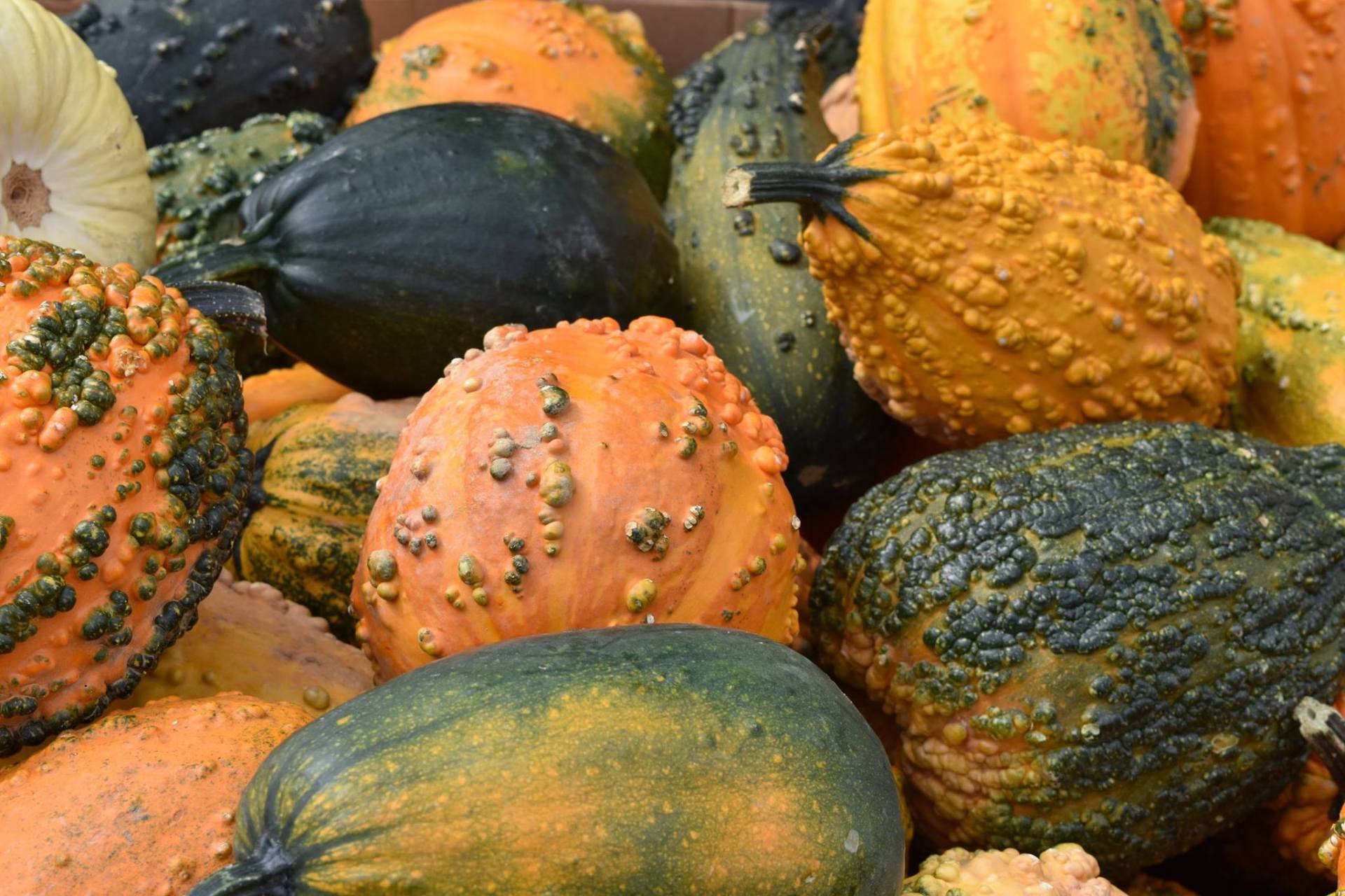 Garden Center East Norriton, PA Photo Gallery