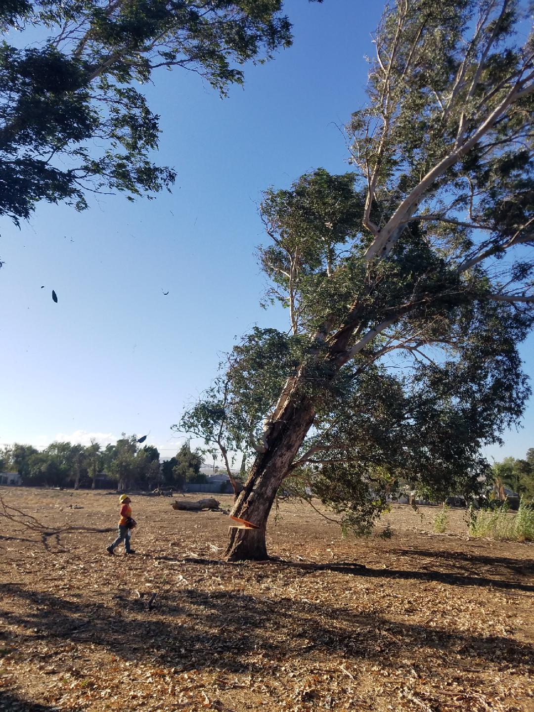 Tree Services Tustin, CA B&J Tree Service
