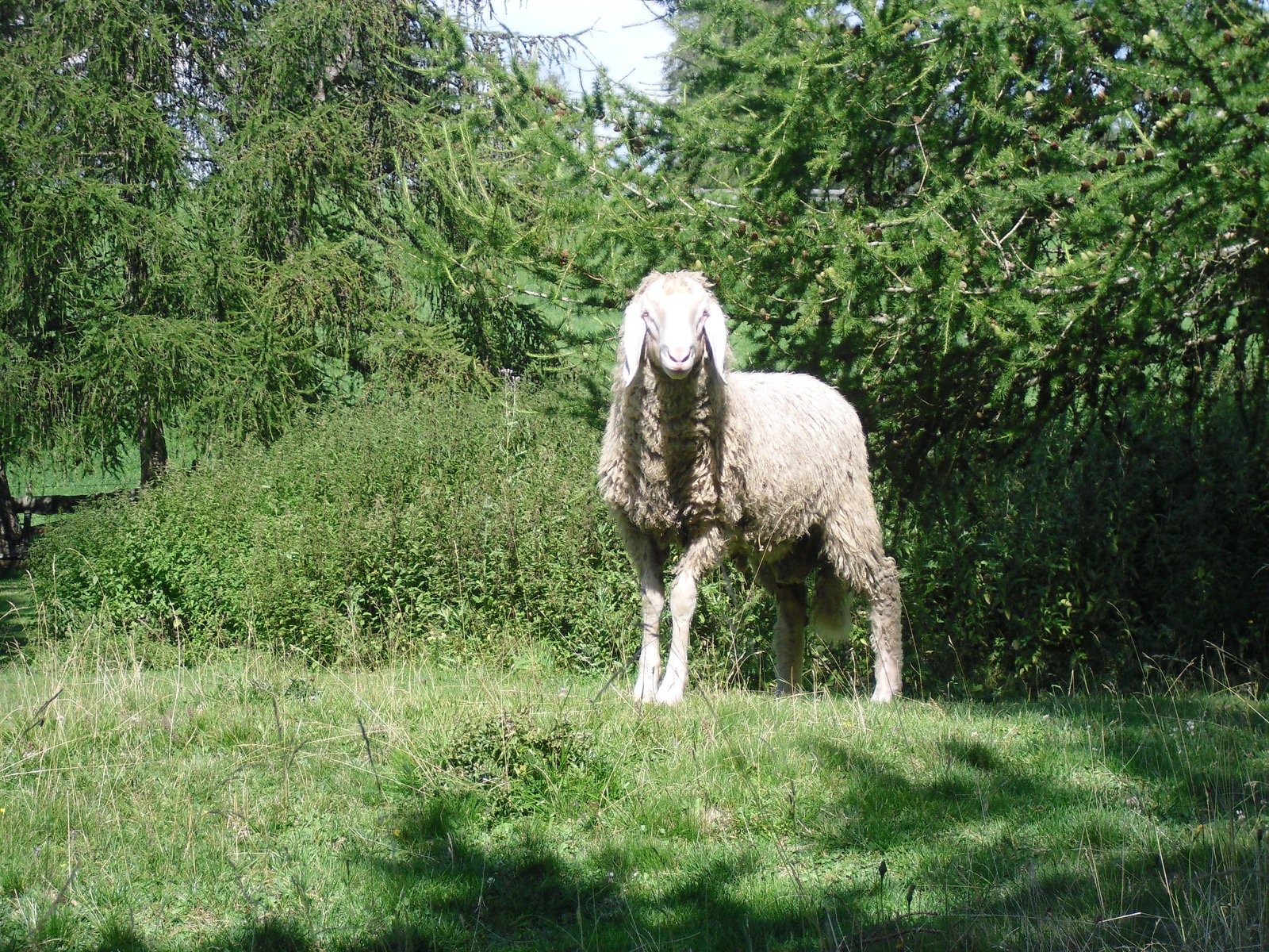 Maso Wieser San Genesi