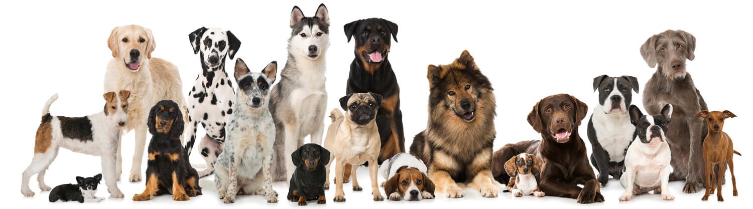 group of different dogs