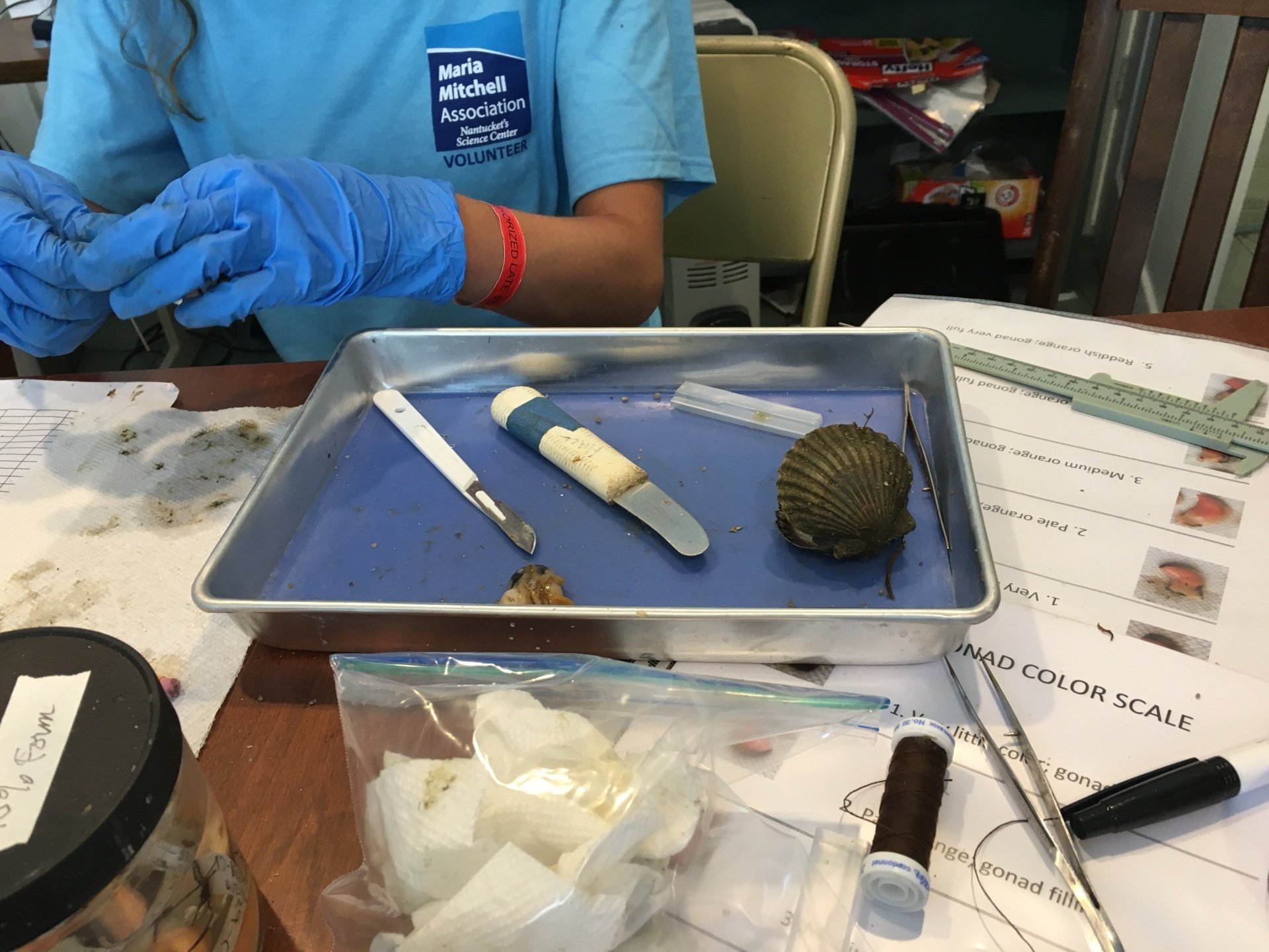 Nantucket Bay Scallops Marine Science Maria Mitchell Association