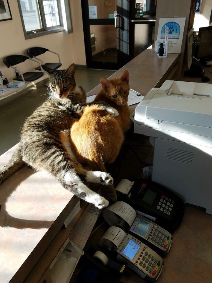 Veterinarian in New Baltimore, MI Anchor Bay Veterinary Center