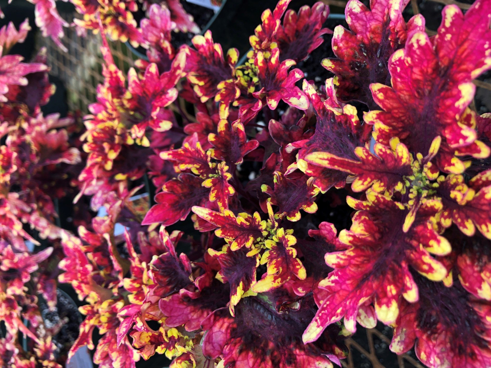 Garden Center Wilmington, NC House &amp; Bedding Plants