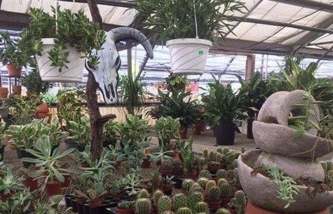 Plant Greenhouses Wilmington, NC | Garden Center & Gift Shop