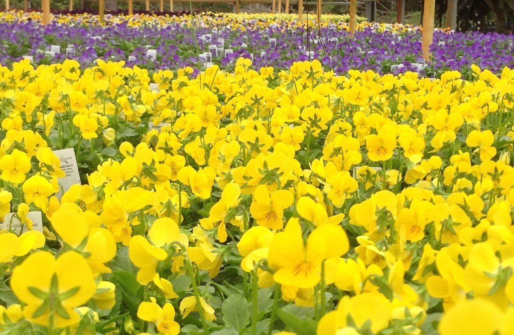 Plant Greenhouses Wilmington, NC Garden Center & Gift Shop
