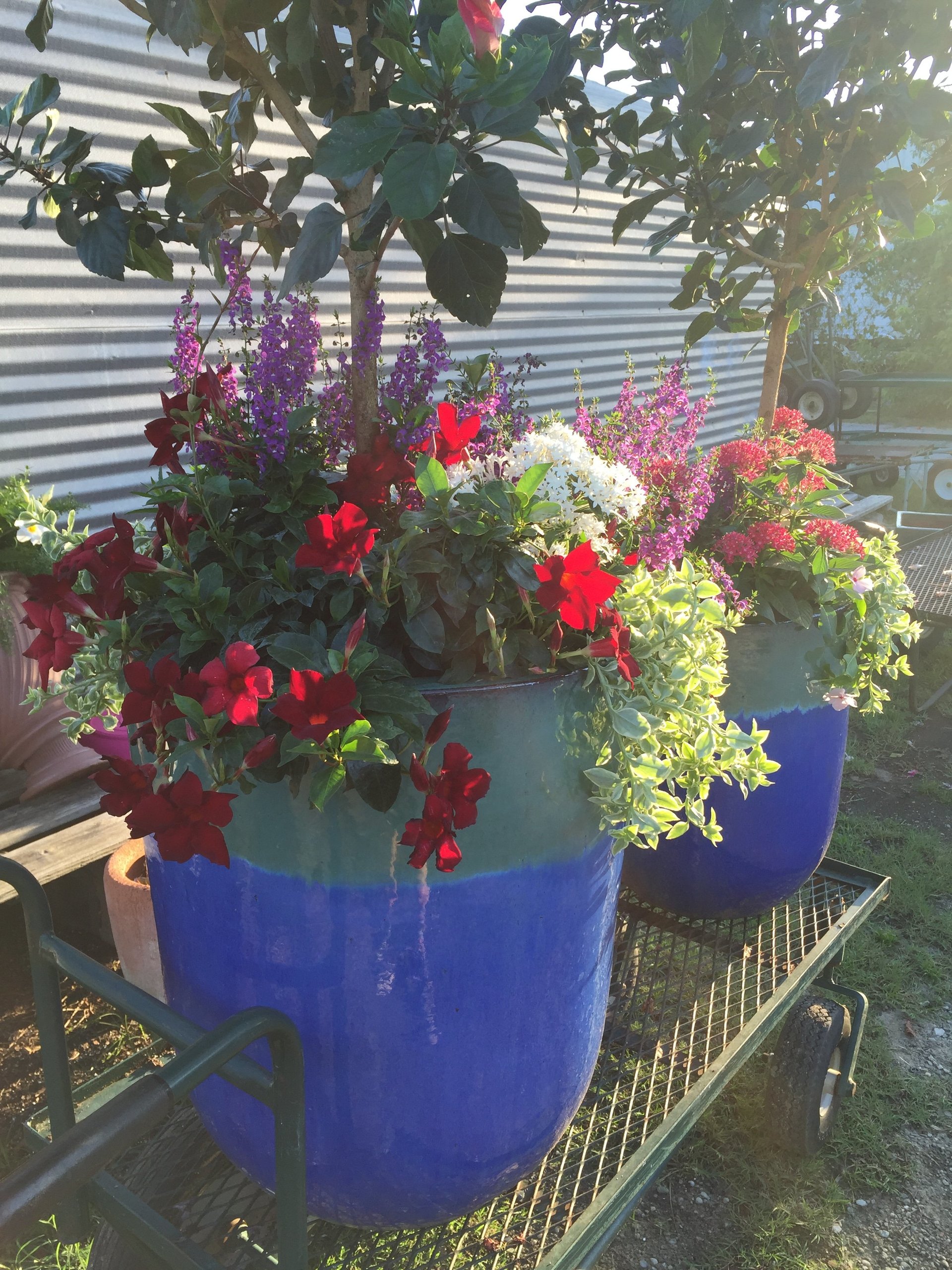 Garden Center serving Wilmington, NC House & Bedding Plants