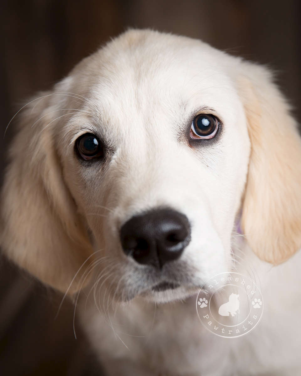 Puppy Classes Best Friend Companion Dog Training