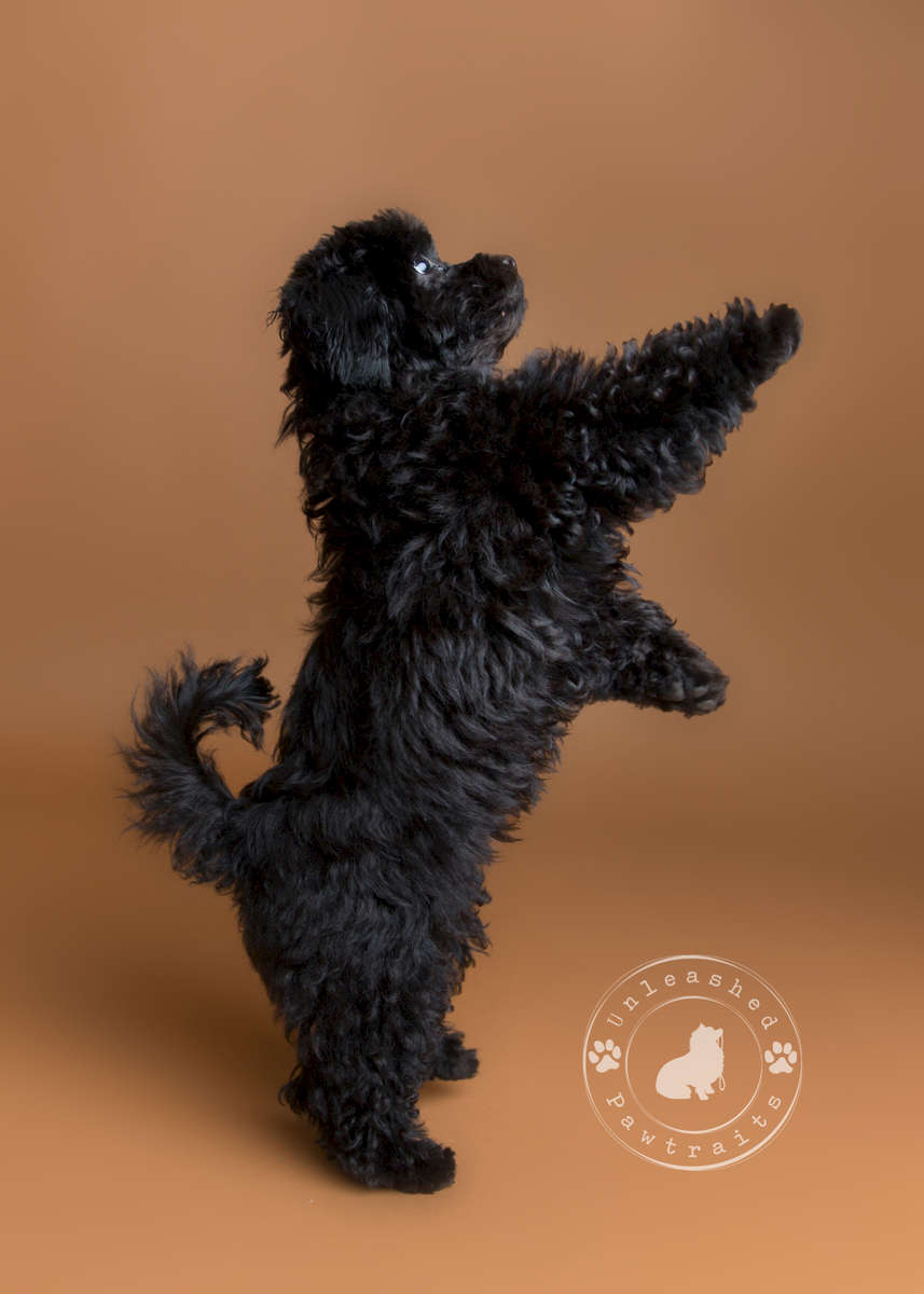 Classes Offered Best Friend Companion Dog Training