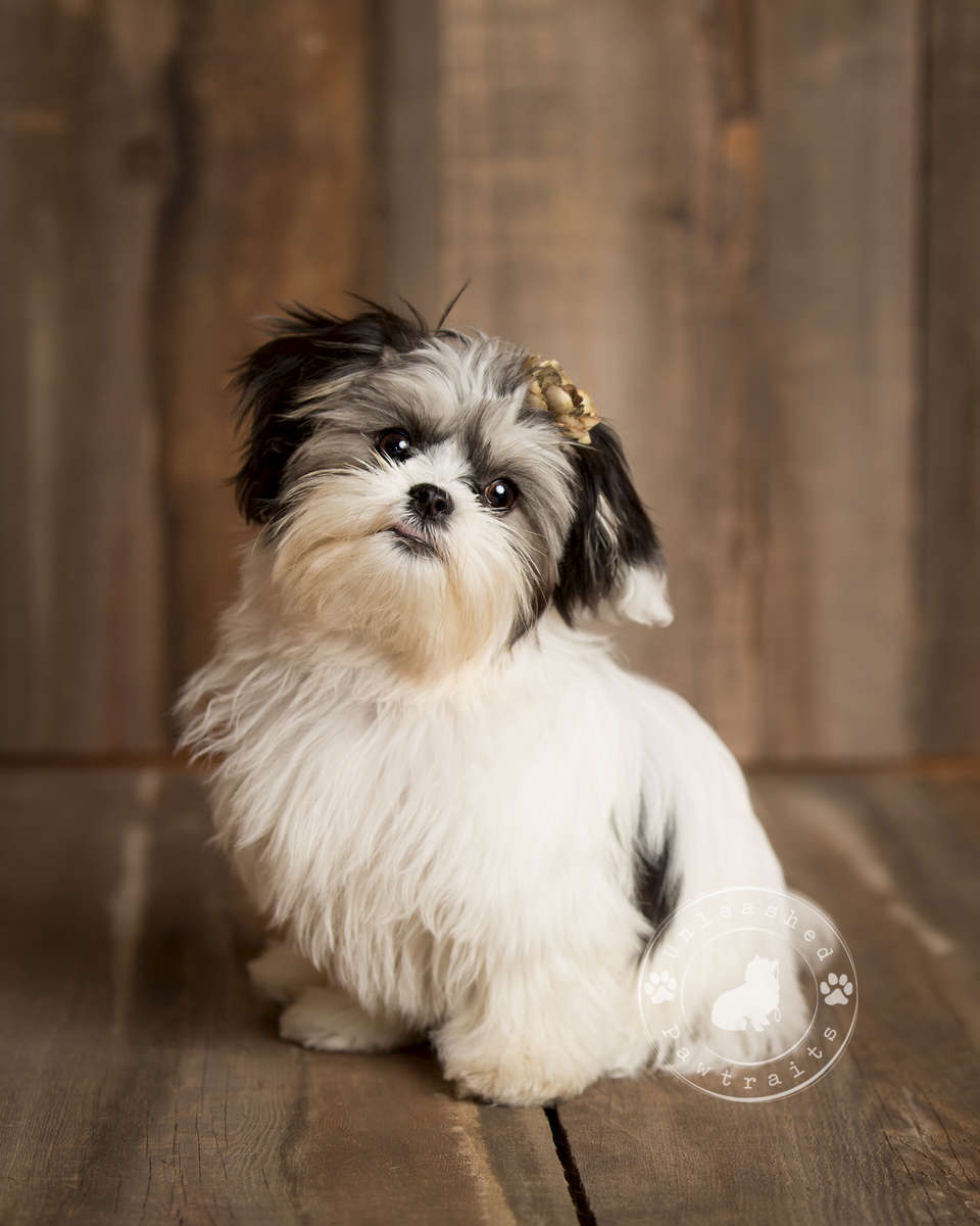 Classes Offered Best Friend Companion Dog Training