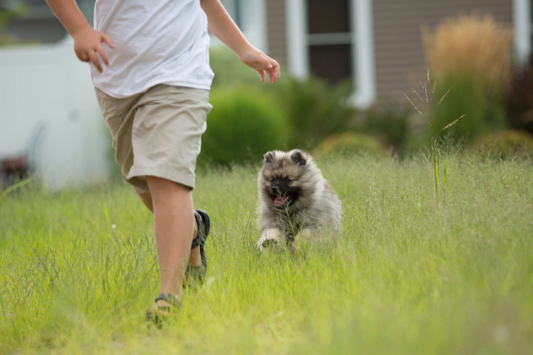 Puppy Classes Best Friend Companion Dog Training