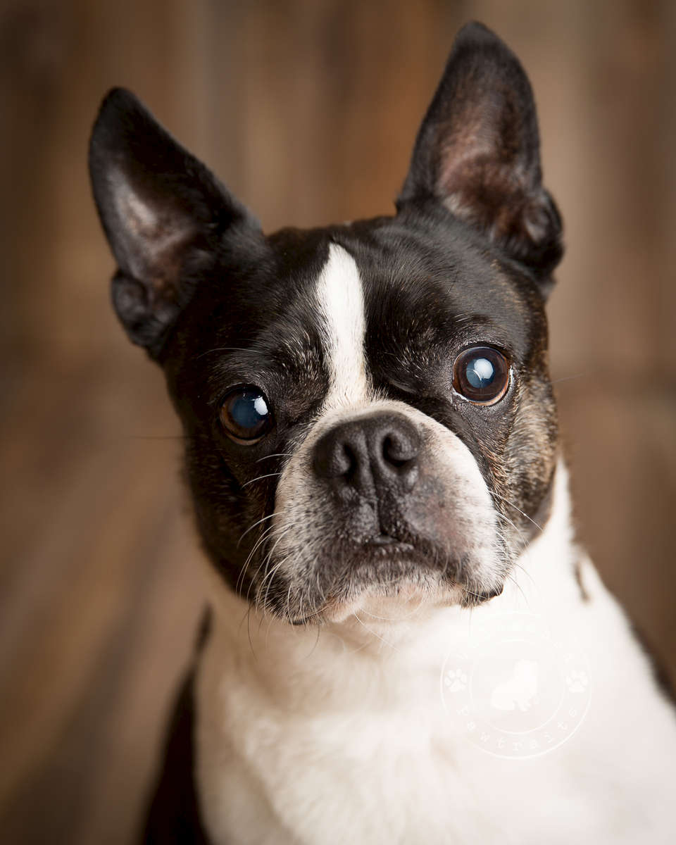 Classes Offered Best Friend Companion Dog Training