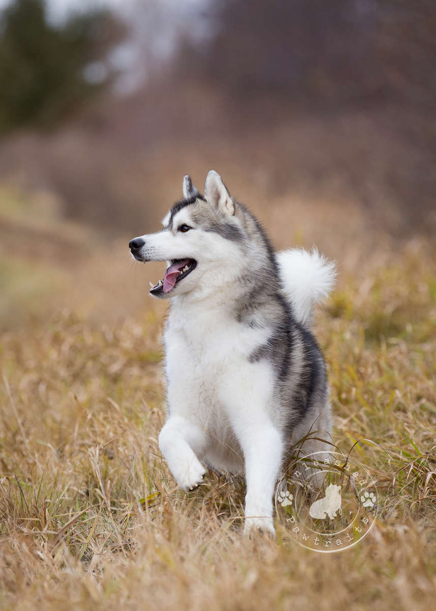 Leash Manners and Recall Best Friend Companion Dog Training