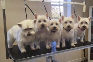 5 puppies