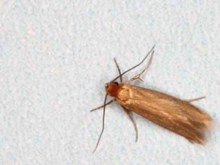 Disinfestazione insetti e animali monza brianza milano lissone ... Insetti del legno in casa