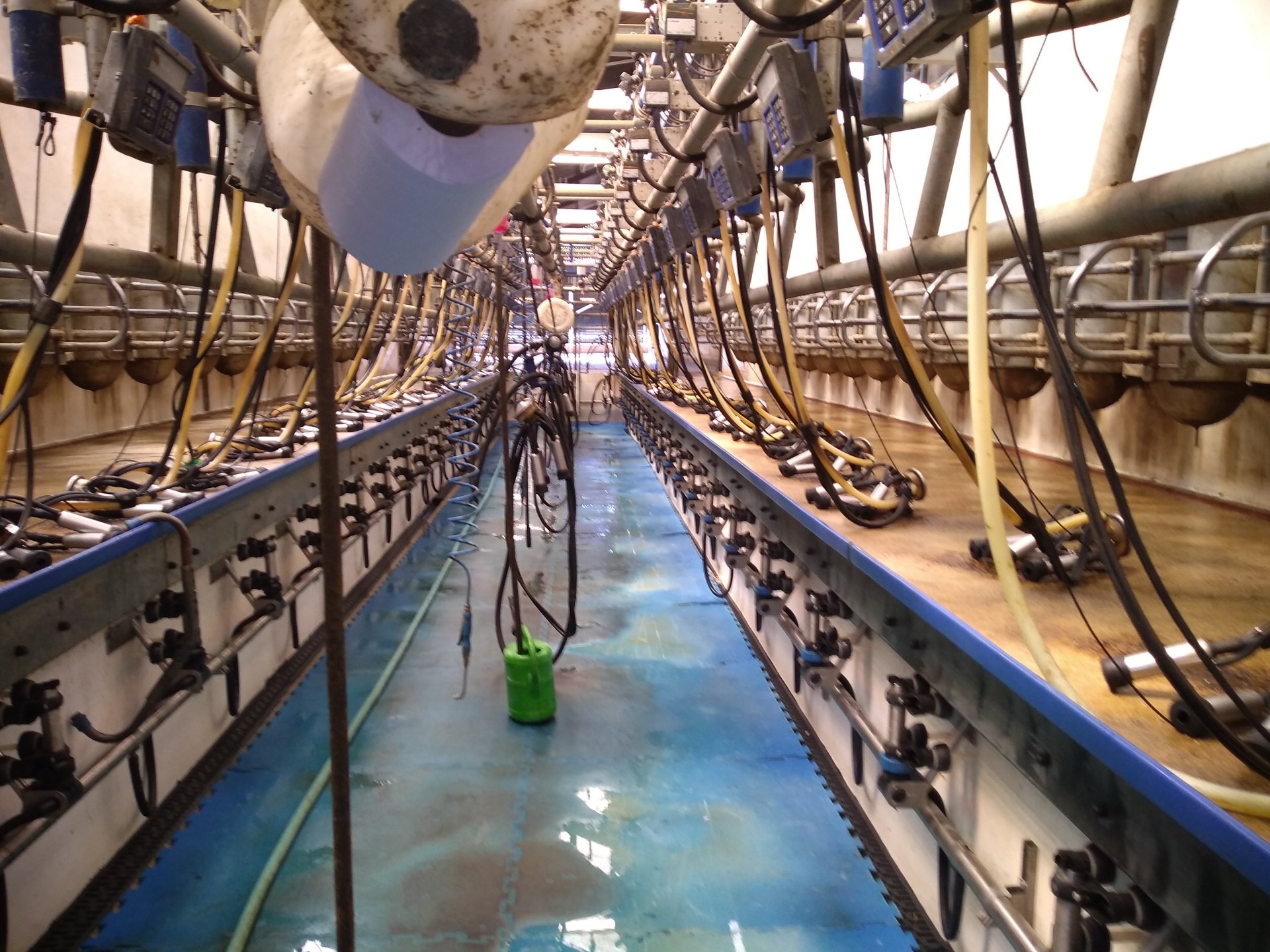 Relief herdsmen Relief Milking Practical Dairy Solutions Ltd