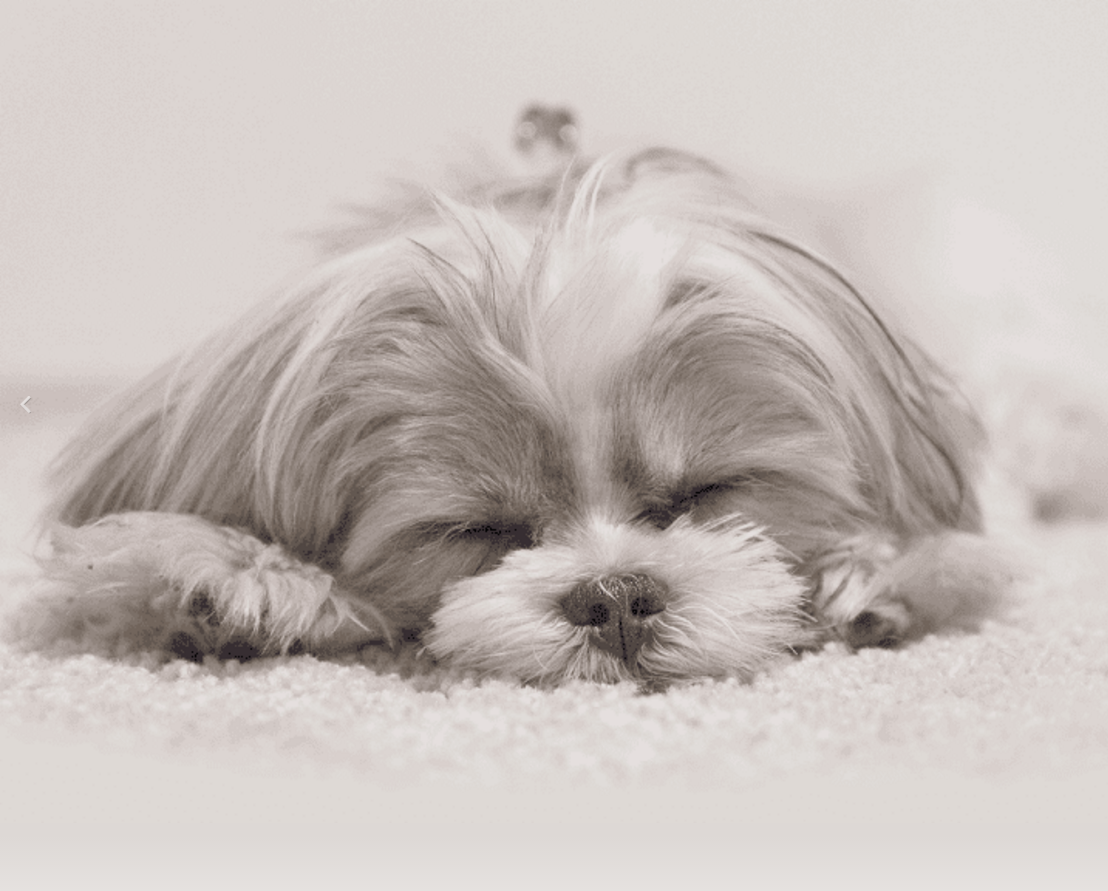 Steam Cleaning Amarillo, TX Carpet, Upholstery, & Area Rug Cleaning