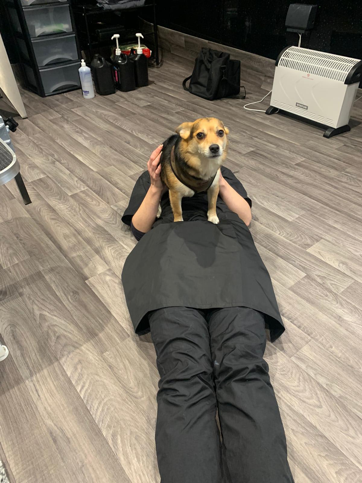 Professional Dog Grooming in Hindley