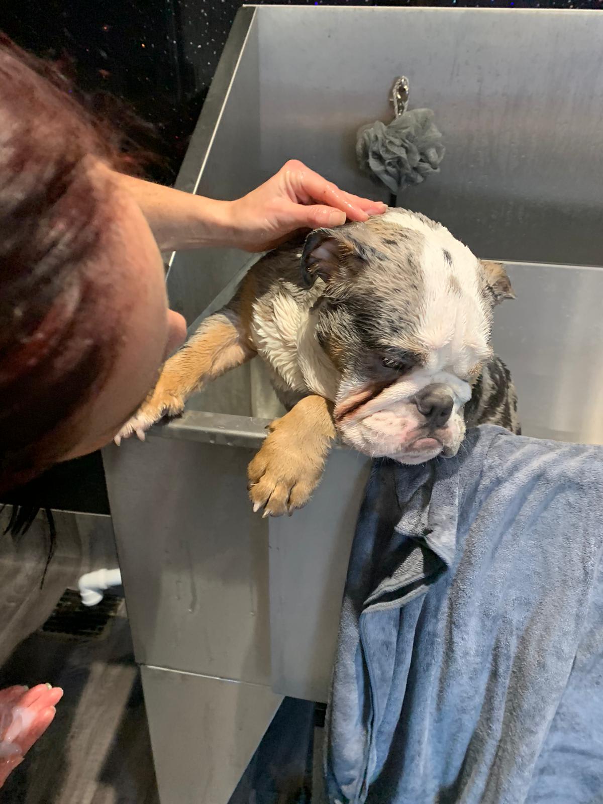 Professional Dog Grooming in Hindley