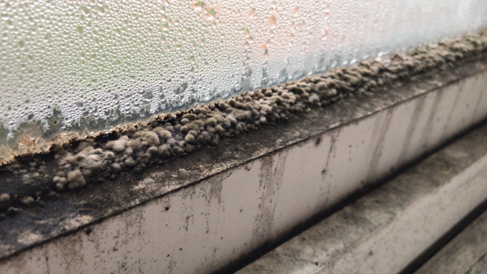 Damp Proofing The Dwelling Doctors
