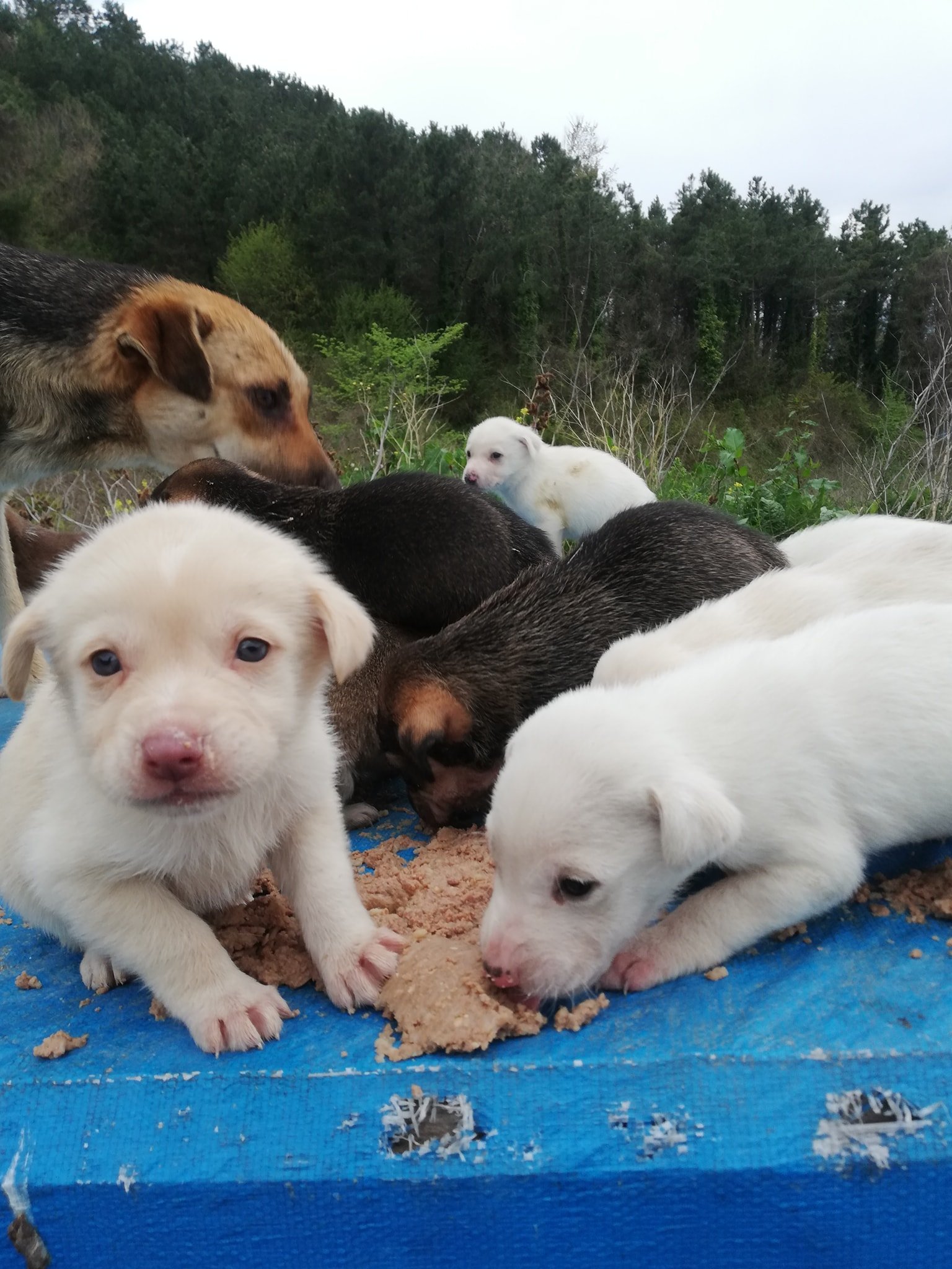 Stray to Play What We Do