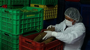 Distribuidor Logístico Z & P SAC