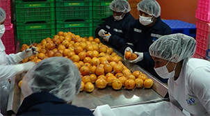 Distribuidor Logístico Z & P SAC