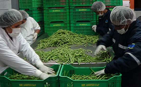 trabajadores realizando selección de verduras