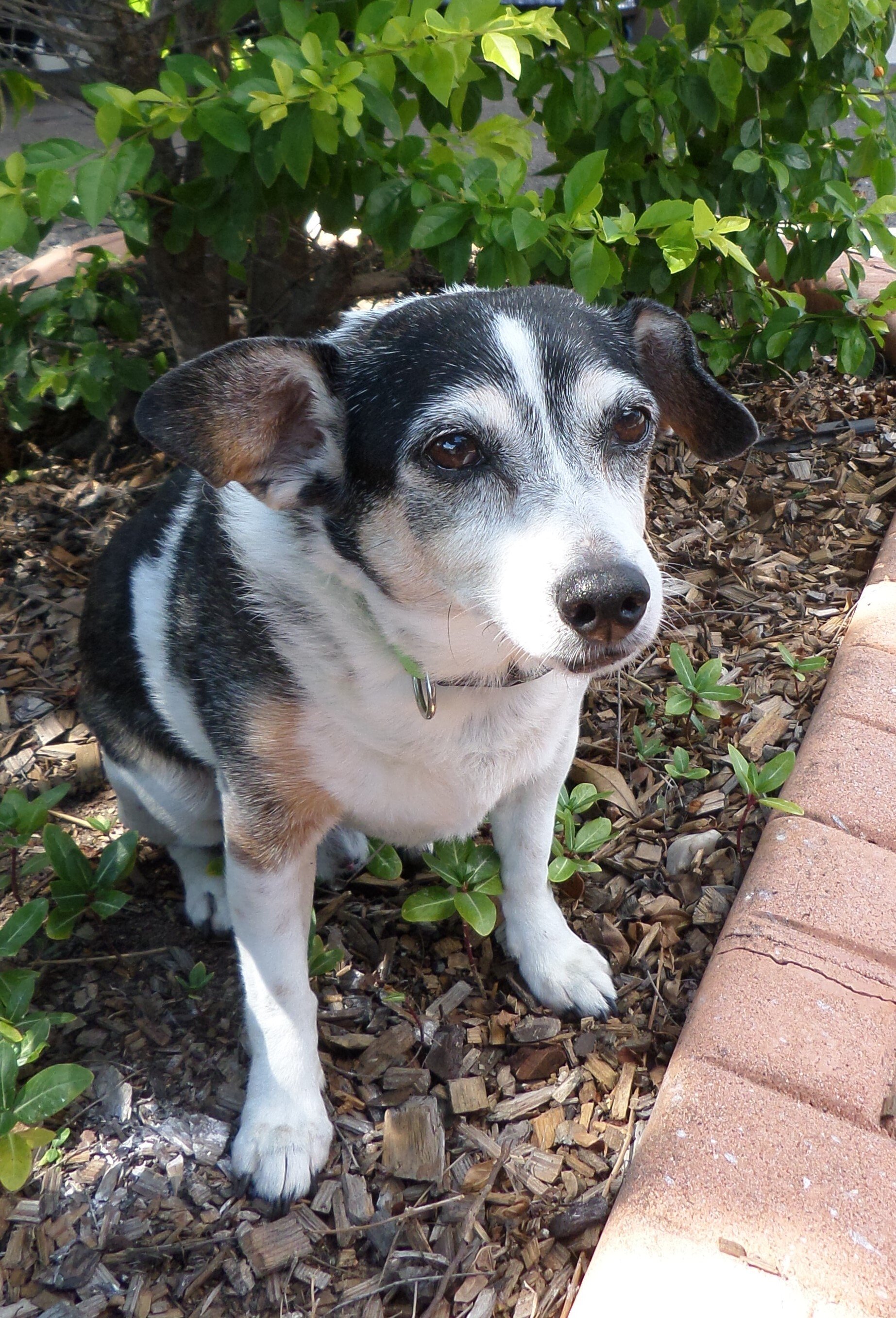 Pet Friendly in Townsville Motel Rooms